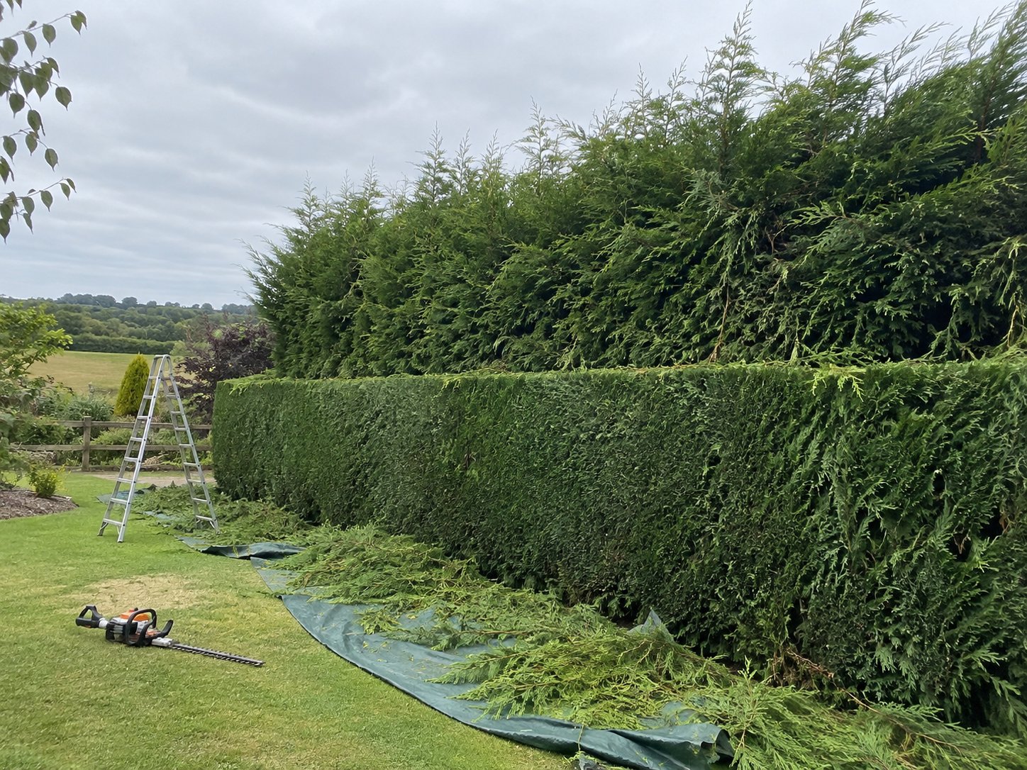 Overgrown hedge mid-reduction back to a manageable height